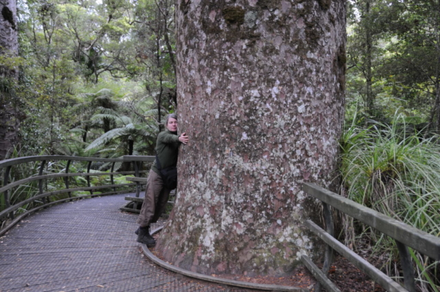 Kauri træ i Puketi Forrest